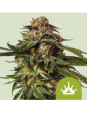 special_queen_1_auto_683_hlavni_foto_rqs_seminka_konopi_semena_marihuany_konopna_odruda_autoflower_01