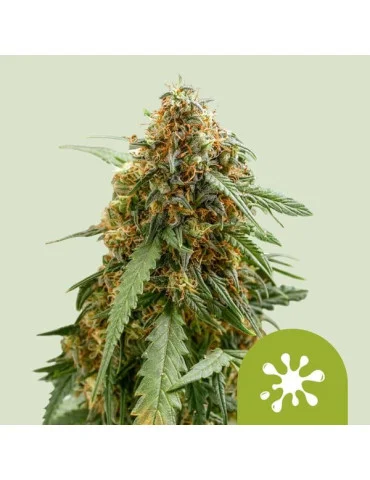 sticky_queen_auto_714_hlavni_foto_rqs_seminka_konopi_semena_marihuany_konopna_odruda_autoflower_01