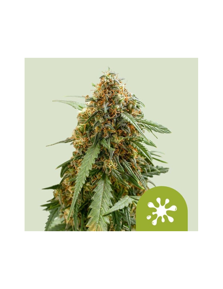 sticky_queen_auto_714_hlavni_foto_rqs_seminka_konopi_semena_marihuany_konopna_odruda_autoflower_01