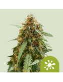 sticky_queen_auto_714_hlavni_foto_rqs_seminka_konopi_semena_marihuany_konopna_odruda_autoflower_01