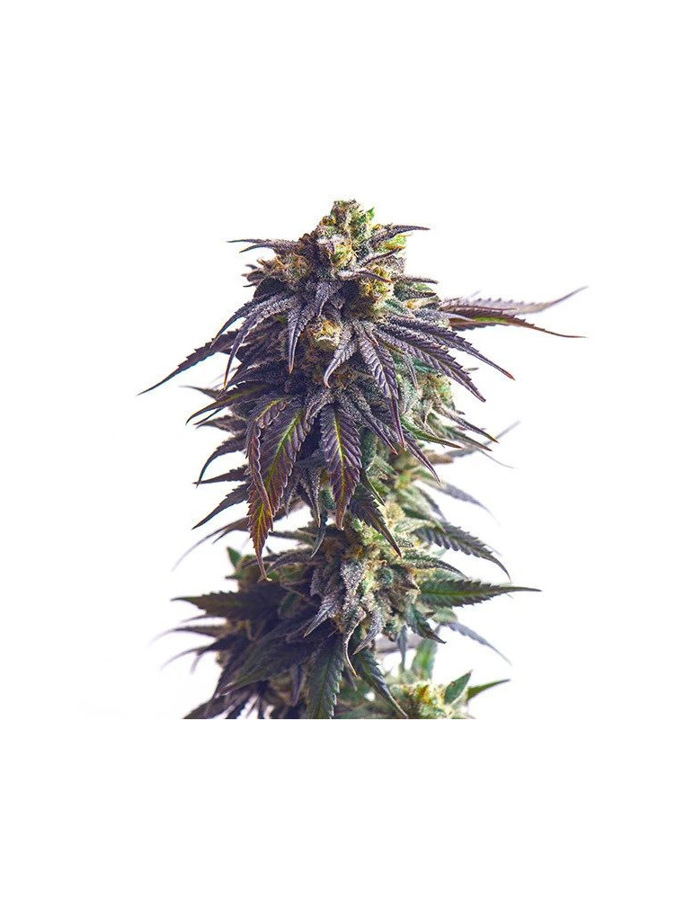 sundae_driver_627_detail_galerie_rqs_cannabis_seeds_feminized_seeds_03