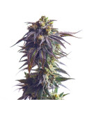 sundae_driver_627_detail_galerie_rqs_cannabis_seeds_feminized_seeds_03