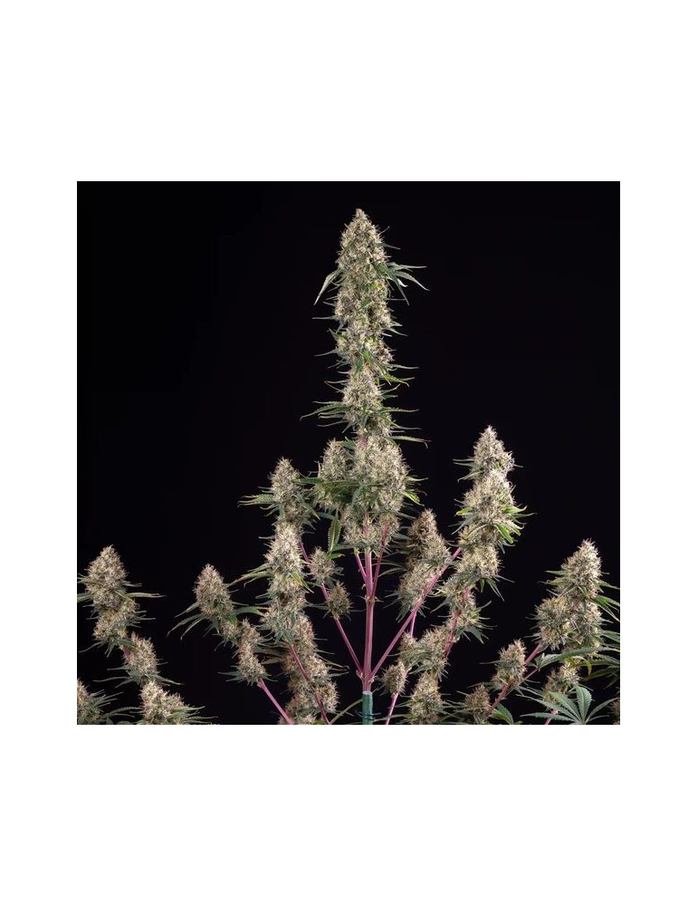sundae_driver_627_detail_galerie_rqs_cannabis_seeds_feminized_seeds_02