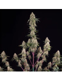 sundae_driver_627_detail_galerie_rqs_cannabis_seeds_feminized_seeds_02