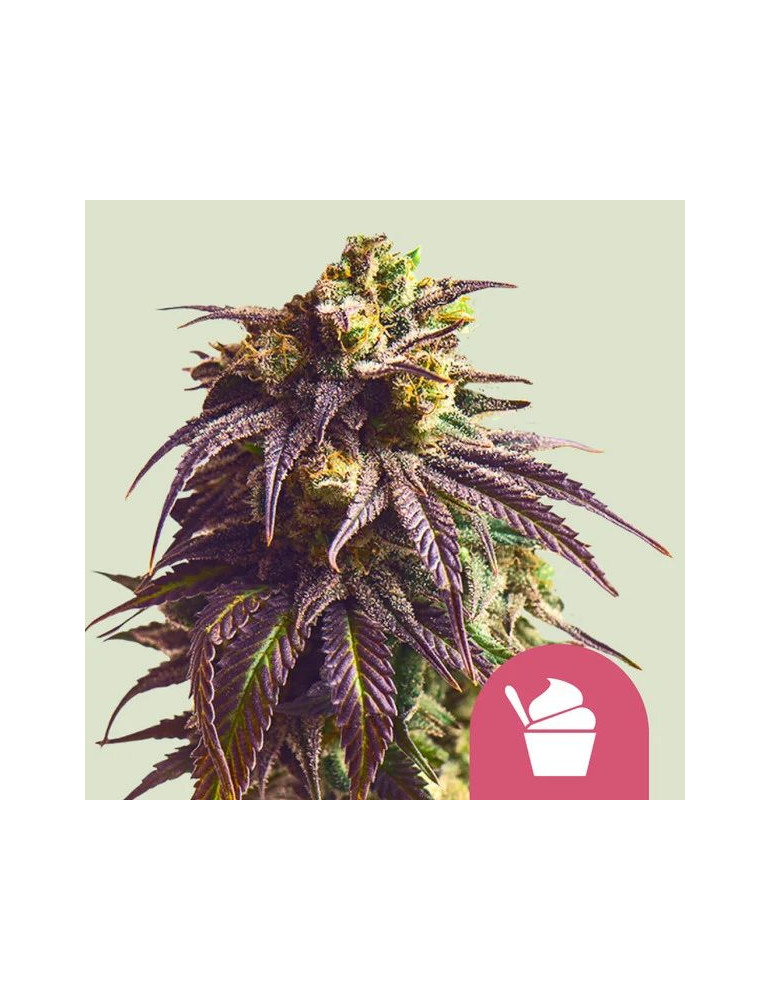 sundae_driver_627_hlavni_foto_rqs_seminka_konopi_semena_marihuany_konopna_odruda_feminizovane_01