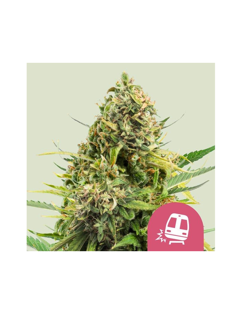 trainwreck_655_hlavni_foto_rqs_seminka_konopi_semena_marihuany_konopna_odruda_feminizovane_01