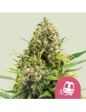 trainwreck_655_hlavni_foto_rqs_seminka_konopi_semena_marihuany_konopna_odruda_feminizovane_01