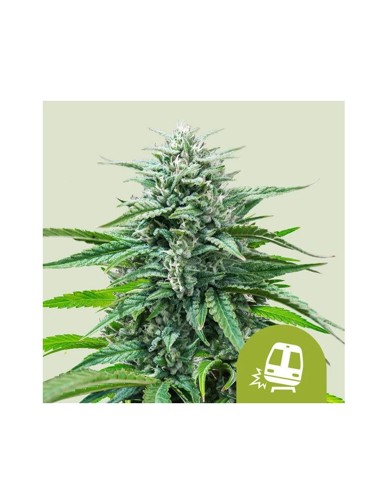 trainwreck_auto_657_hlavni_foto_rqs_seminka_konopi_semena_marihuany_konopna_odruda_autoflower_01