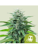 trainwreck_auto_657_hlavni_foto_rqs_seminka_konopi_semena_marihuany_konopna_odruda_autoflower_01