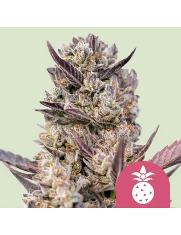 Tropicana Cookies Purple