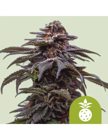 Tropicana Cookies Purple Auto