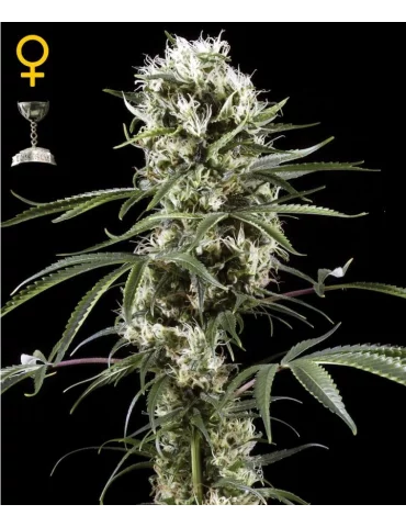 GHS - Super Lemon Haze