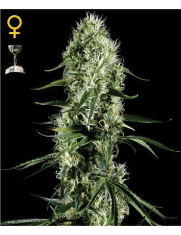 GHS - Super Silver Haze 