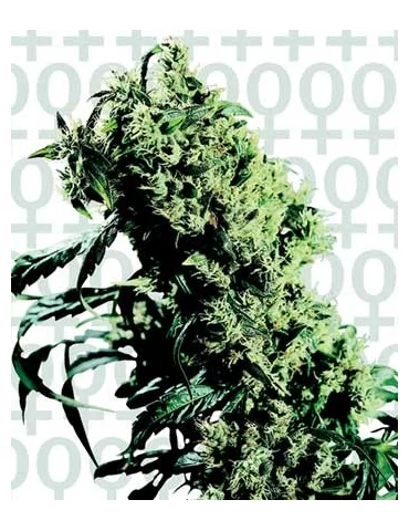 Northen Light 5 x Haze 