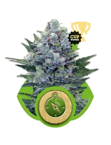 Northern Light Automatic