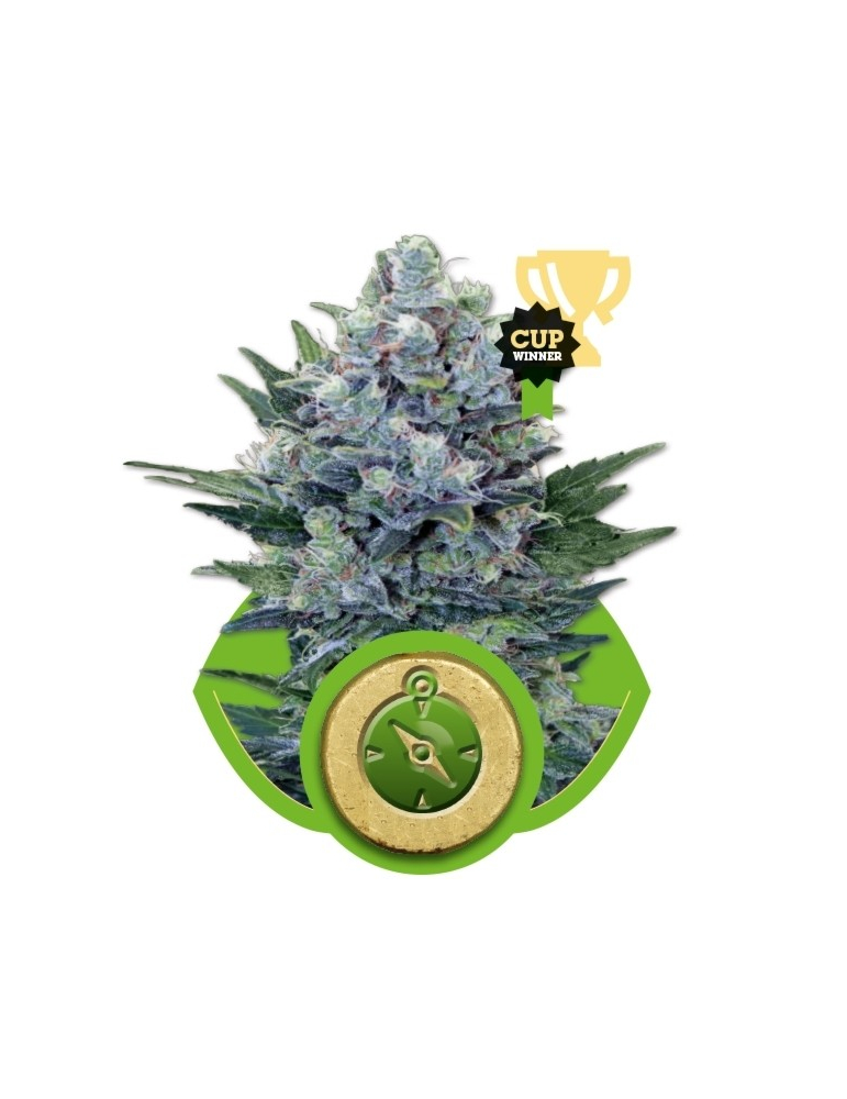 Northern Light Automatic