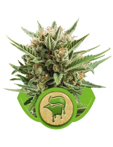 Sweet Skunk Automatic