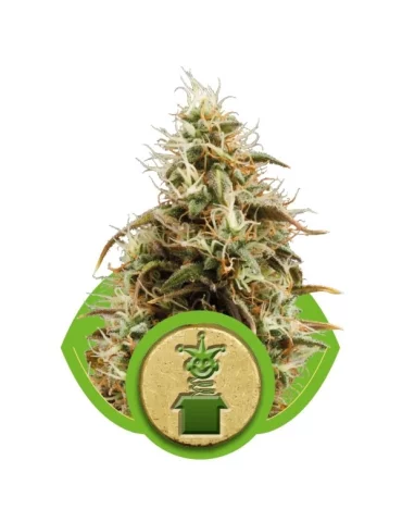 Jack Herer Automatic