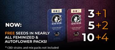 Sensi Seeds - semena konopí zdarma