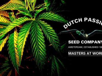 Samonakvétací odrůdy od Dutch Passion