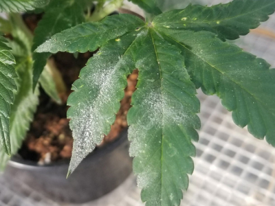 Plísňové choroby rostlin konopí.