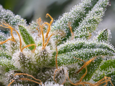 White Widow - Slečna kterou není třeba představovat